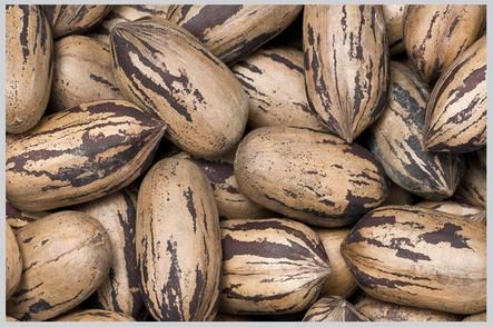 Shelled Pecans