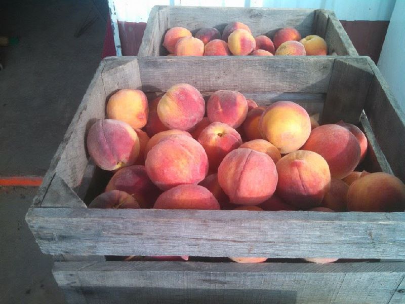 Fresh Peaches