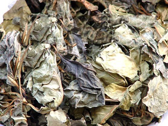 Noni Tea