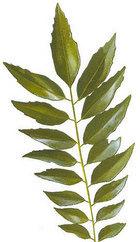 Dry curry leaves