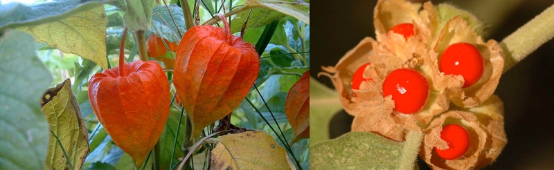 Bale Fruit