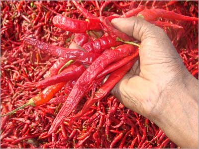 Dried  Red Chilli