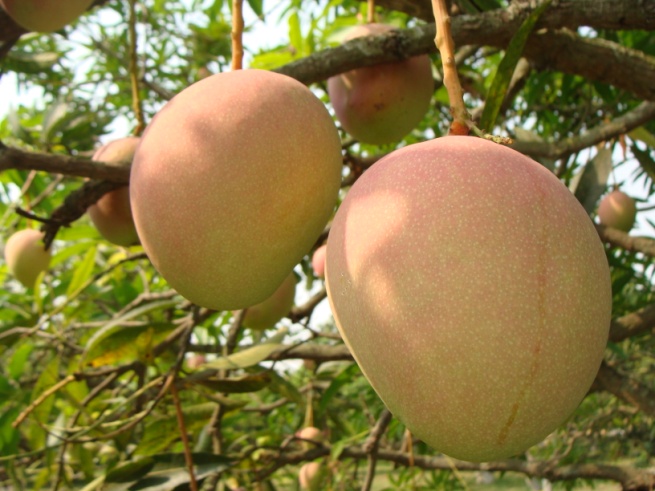 Mango, Packaging Type : 5, 10, 15