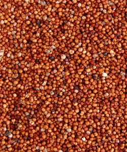 Ragi Seeds