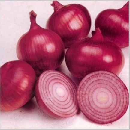 Fresh red onion, Size : 40mm to 80mm