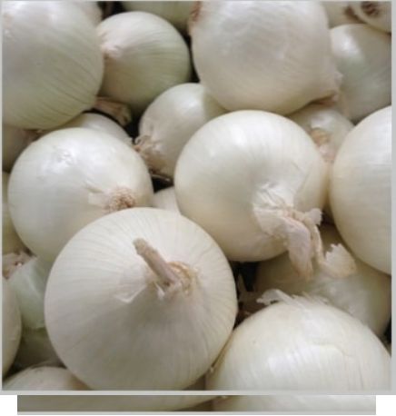 Fresh White Onion, Size : 40mm to 80mm