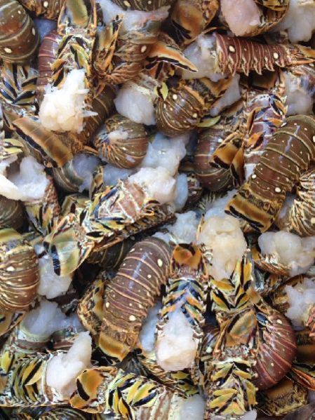 Caribbean Spiny Lobster