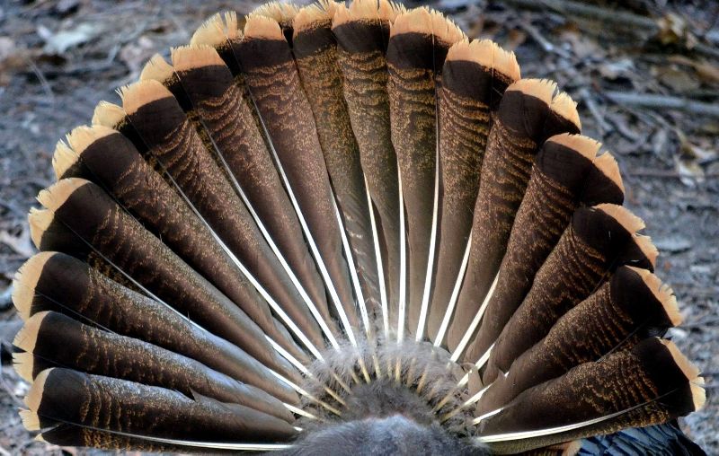 Female Turkey Tail