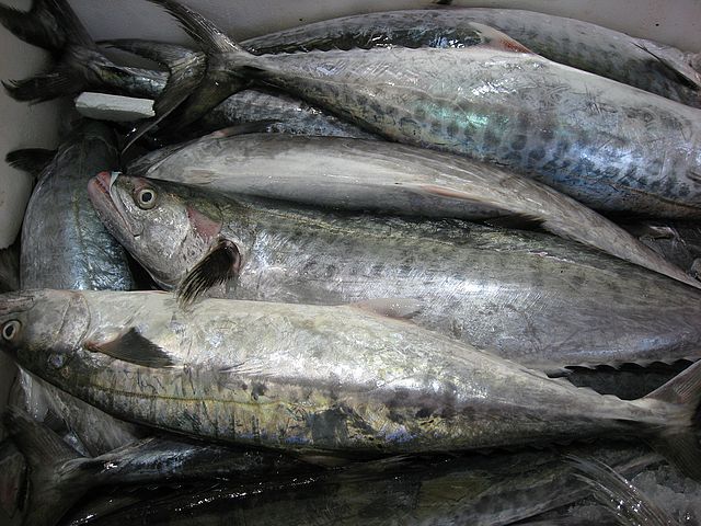 Frozen Salmon Fish