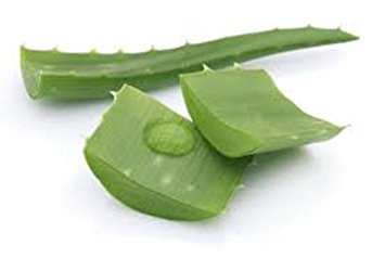 Fresh Aloe Vera Leaf