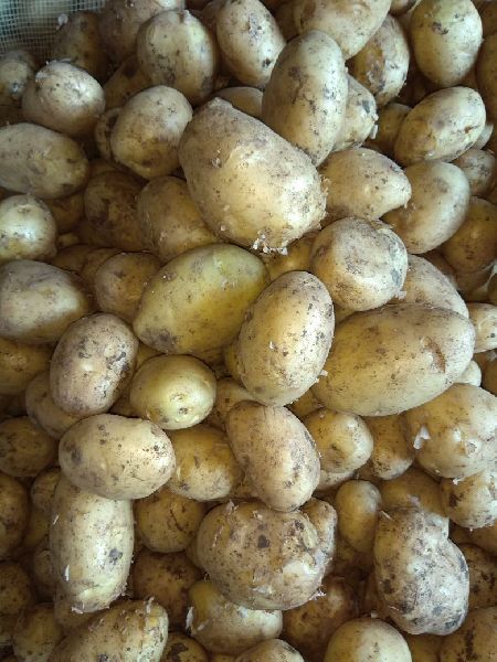 Oval Natural Fresh Jyoti Potato, for Cooking, Packaging Type : Plastic Bag
