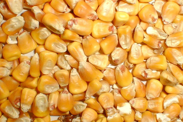 KGCPL Animal Feed Yellow Maize, Certification : APEDA