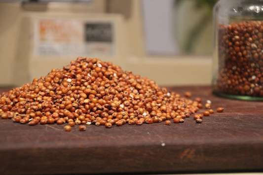Best Quality red sorghum seeds