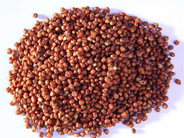 Indian Best Red Sorghum seeds