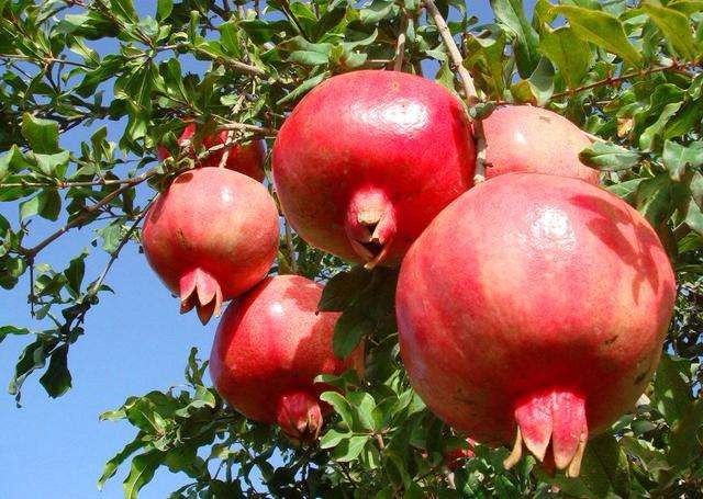 Indian pomegranate Fruit
