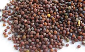 KGCPL Natural Kinal Black Mustard Seed
