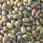 Sesbania Seeds of Best Quality, Purity : 99% Min