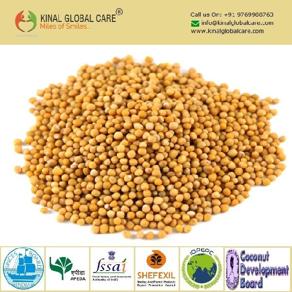 Common yellow mustard seeds, Certification : APEDA