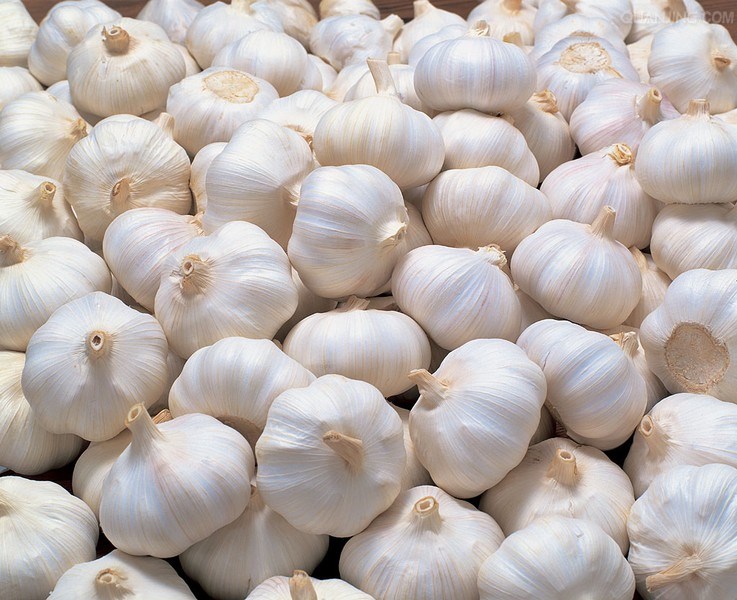 Cholans Exports Common fresh garlic