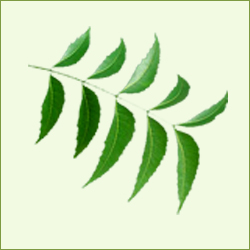 Neem Leaves