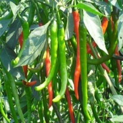 Organic Chili