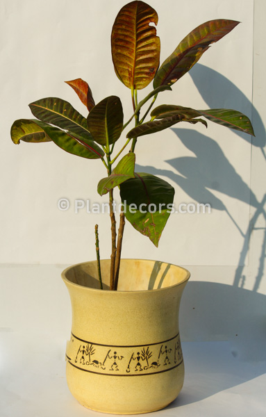 croton iceton plant