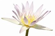 white Lotus Flower plant