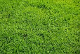 Natural Grass