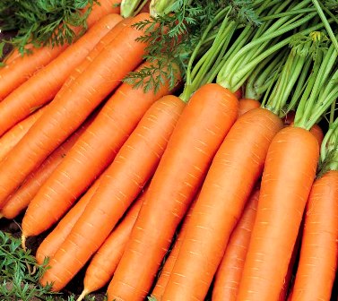 Organic Fresh Carrot