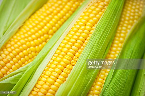 yellow corn