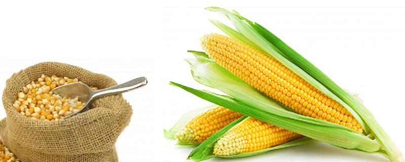 Organic yellow maize