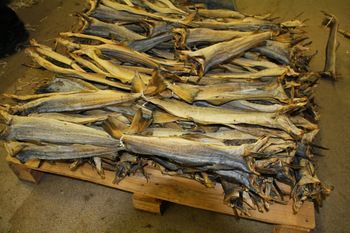Dried StockFish.