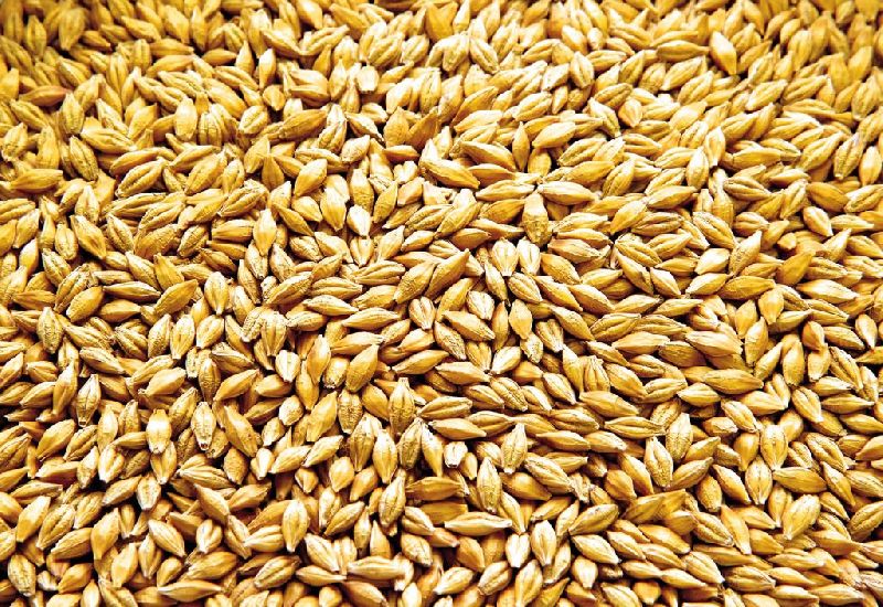 Malted Barley Buy Malted Barley for best price at USD 150 / Metric Ton