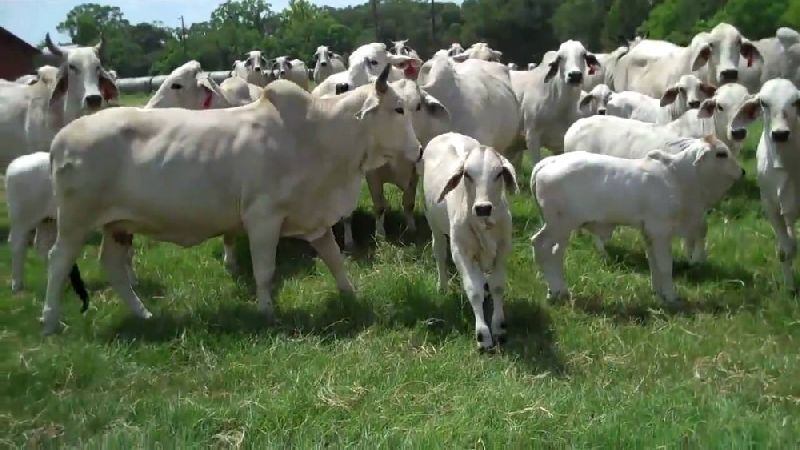 White Brahman Cows