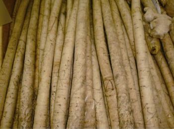 Fresh Burdock Root