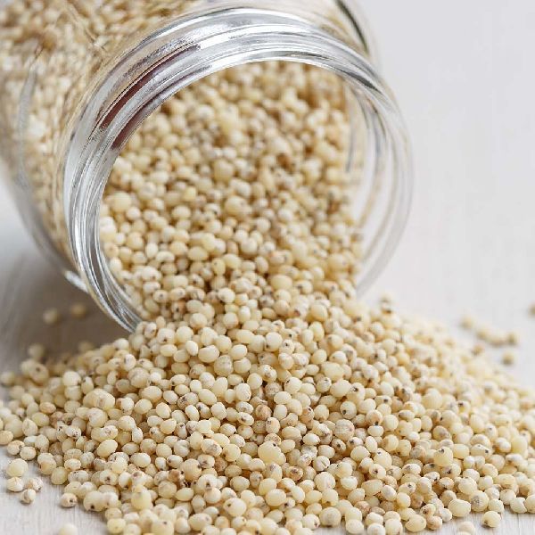 White Sorghum Grain
