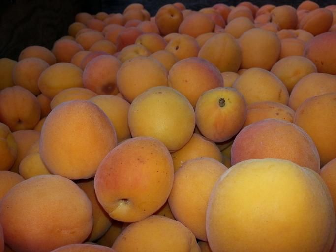 Fresh Apricot