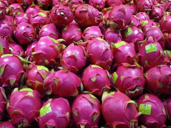 Fresh Dragon Fruit