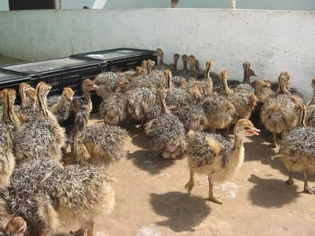 Healthy Ostrich Chicks