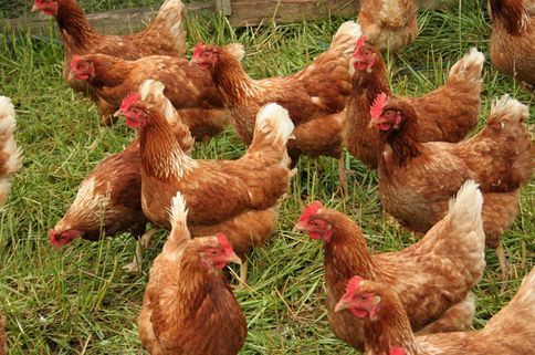 Original Black Chicken