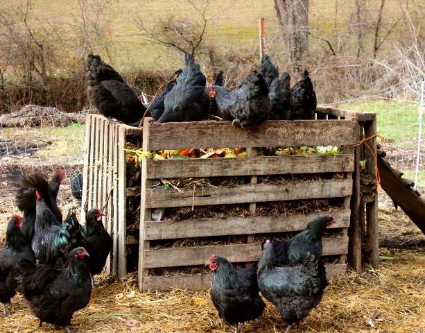 Black Chickens
