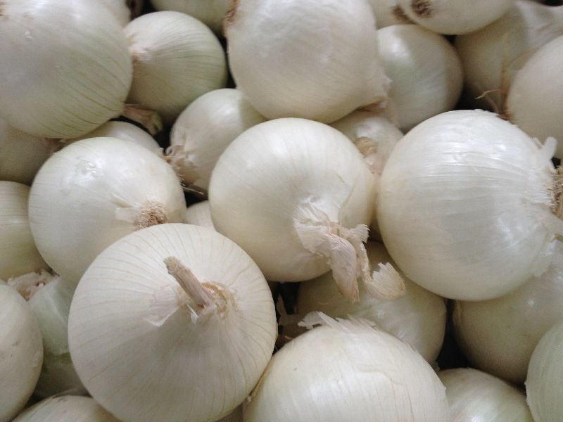 White Onions Buy White Onions for best price at USD 100 / 450 Ton ( Approx )