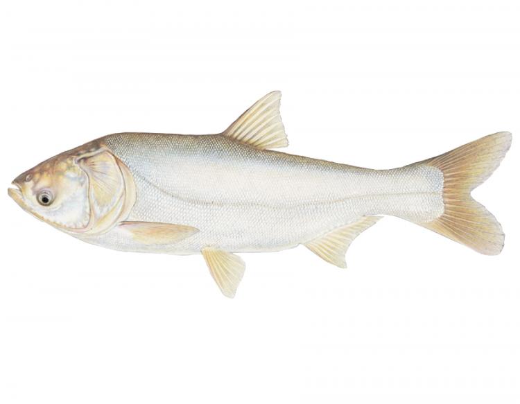 Fresh Silver Carp Fish, Packaging Type : Carton