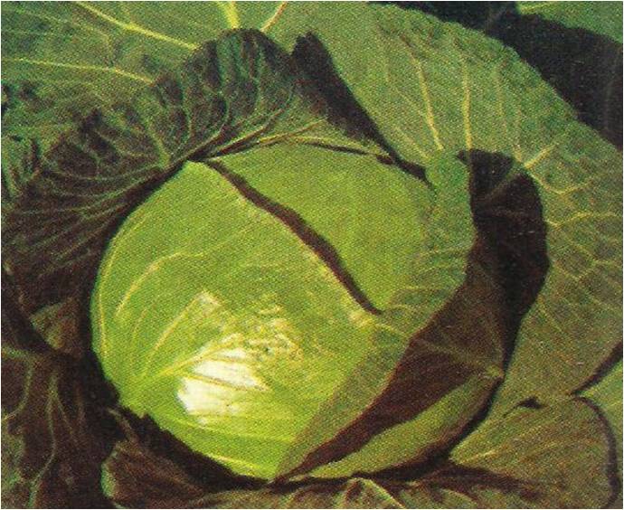 Hybrid Cabbage Green Star