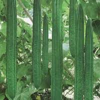 Ridge gourd seeds