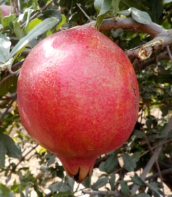 Divyadhara Natural Fresh Red Pomegranate, for Juice, Icecream, Food, Variety : Bhagwa