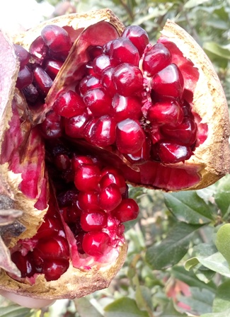 Fresh Red Pomegranates