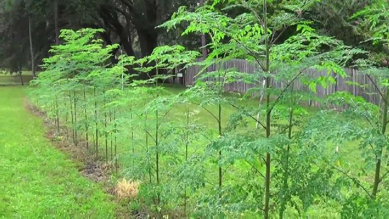 85 Árbol de periquito marino 130 cm de altura / Árbol sanitario de crecimiento rápido Moringa oleifera aprox 