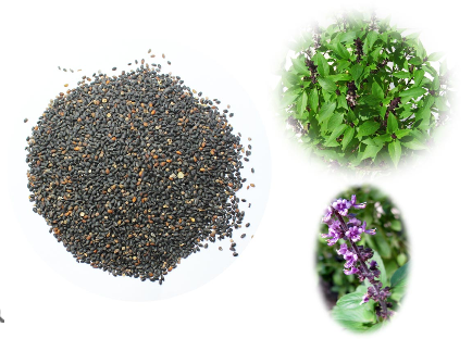 Krishna Basil Tulsi Seeds, Packaging Type : 500 Kilogram, Color : Black ...