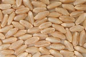 durum wheat